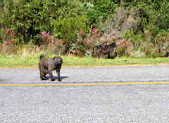 0400 drive to tsitsikamma IMGP5614.jpg